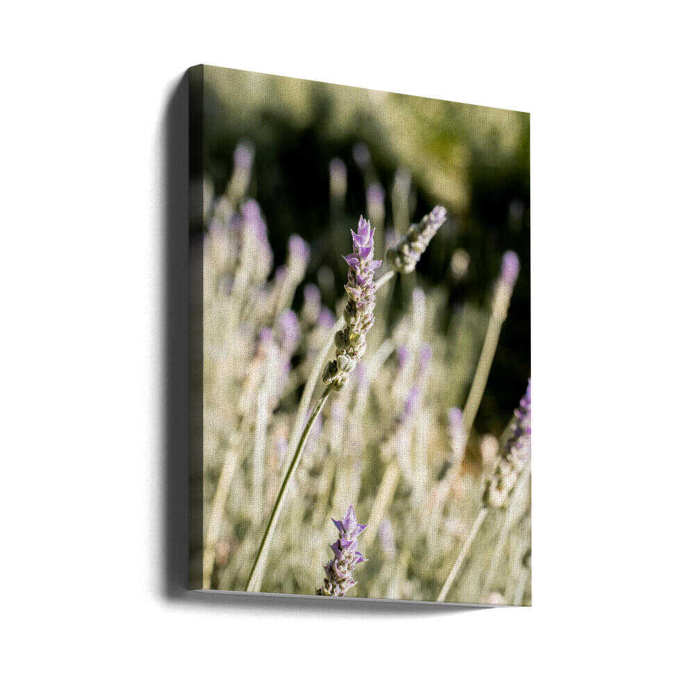Lavender - Stretched Canvas, Poster or Fine Art Print - I Heart Wall Art - Poster Print, Canvas Print or Framed Art Print