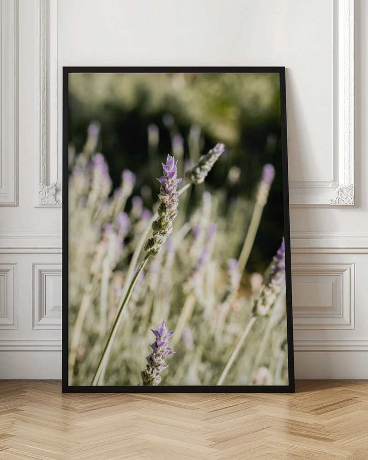 Lavender - Stretched Canvas, Poster or Fine Art Print - I Heart Wall Art - Poster Print, Canvas Print or Framed Art Print
