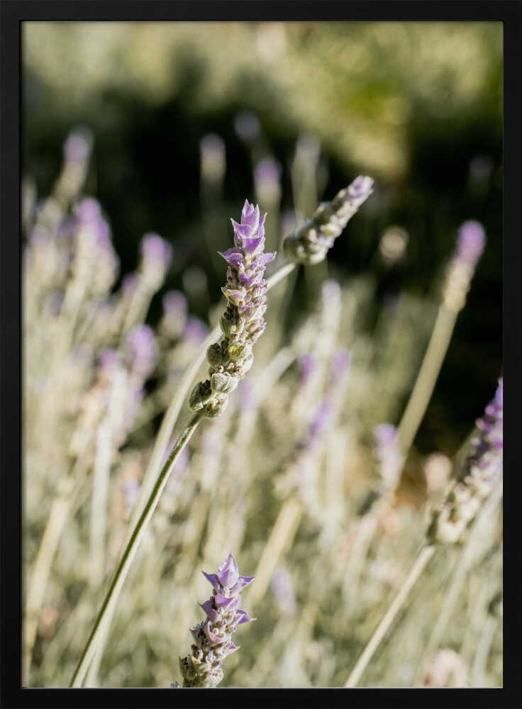 Lavender - Stretched Canvas, Poster or Fine Art Print - I Heart Wall Art - Poster Print, Canvas Print or Framed Art Print
