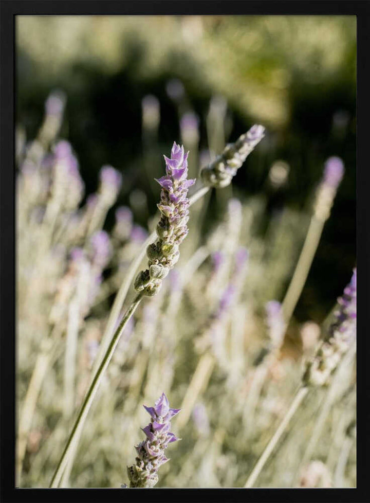 Lavender - Stretched Canvas, Poster or Fine Art Print - I Heart Wall Art - Poster Print, Canvas Print or Framed Art Print