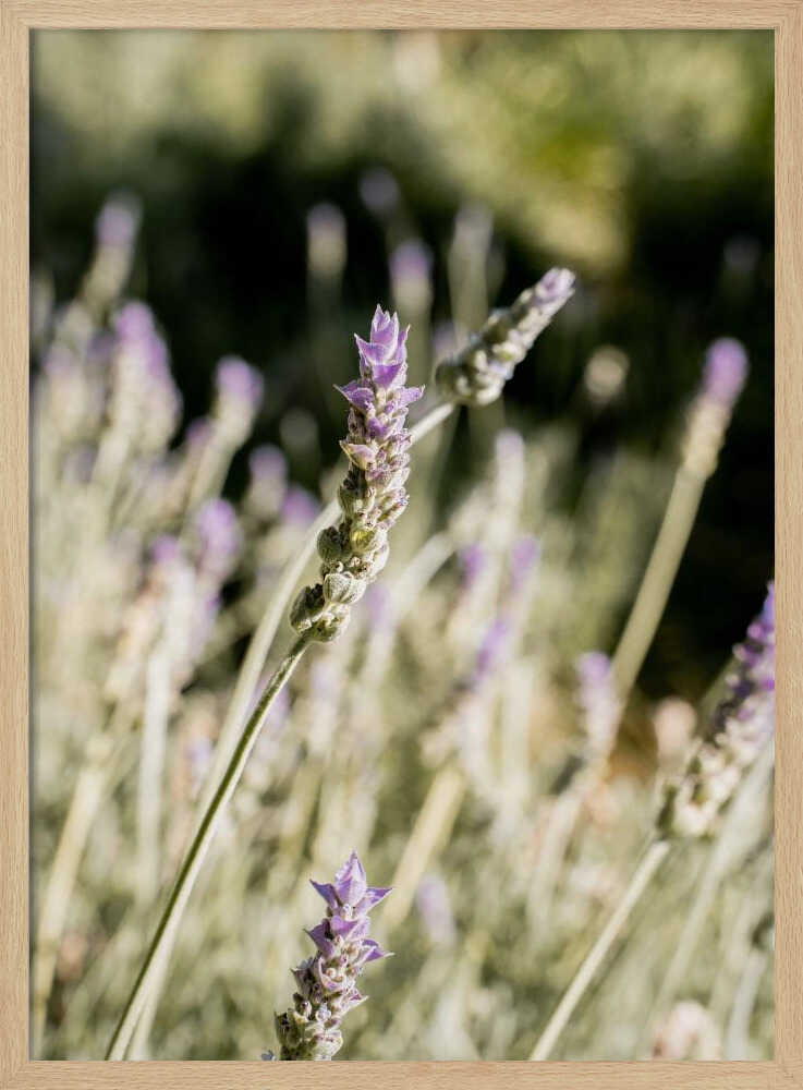 Lavender - Stretched Canvas, Poster or Fine Art Print - I Heart Wall Art - Poster Print, Canvas Print or Framed Art Print