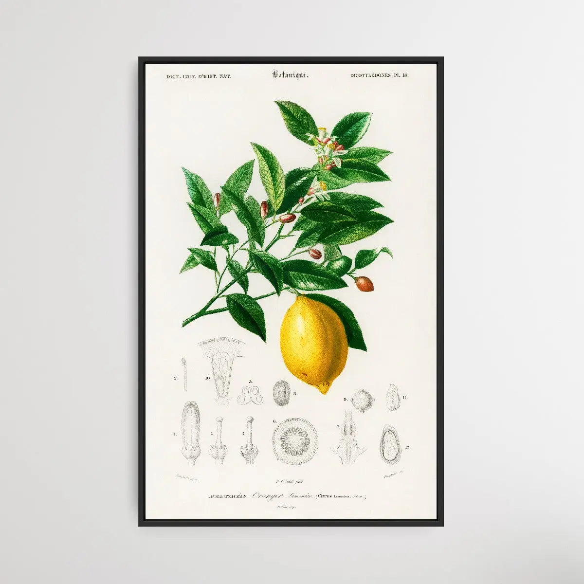 Lemon by Charles Dessalines D' Orbigny (1806-1876) - I Heart Wall Art