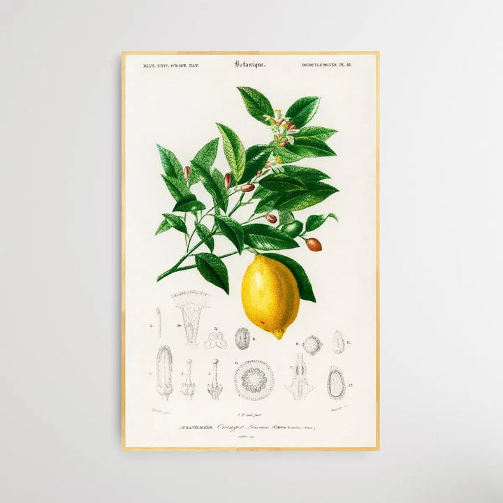 Lemon by Charles Dessalines D&