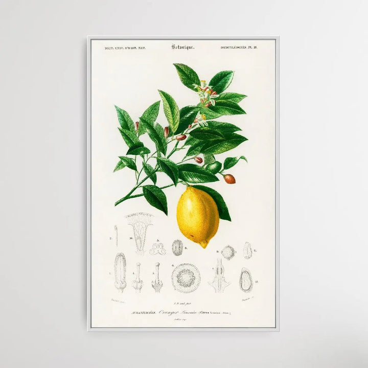 Lemon by Charles Dessalines D&