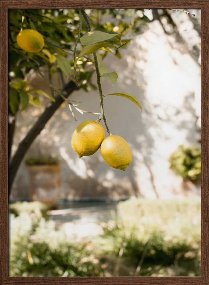 Lemons In the Garden - Stretched Canvas, Poster or Fine Art Print - I Heart Wall Art - Poster Print, Canvas Print or Framed Art Print