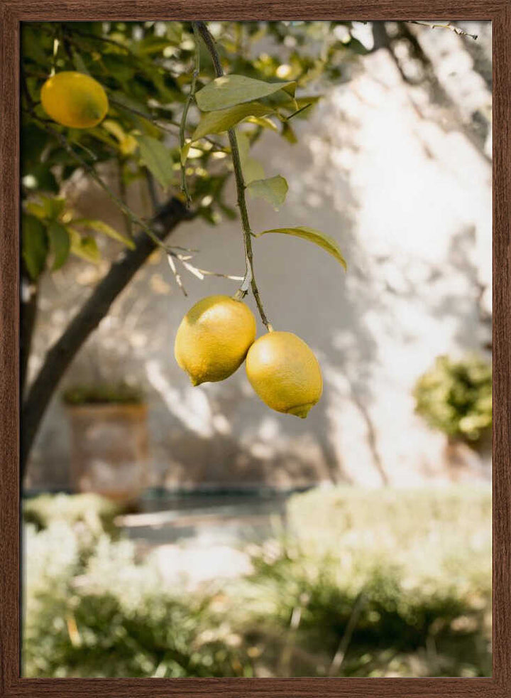 Lemons In the Garden - Stretched Canvas, Poster or Fine Art Print - I Heart Wall Art - Poster Print, Canvas Print or Framed Art Print