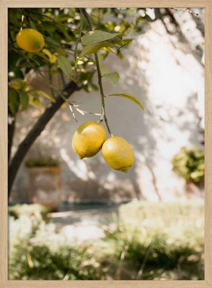 Lemons In the Garden - Stretched Canvas, Poster or Fine Art Print - I Heart Wall Art - Poster Print, Canvas Print or Framed Art Print