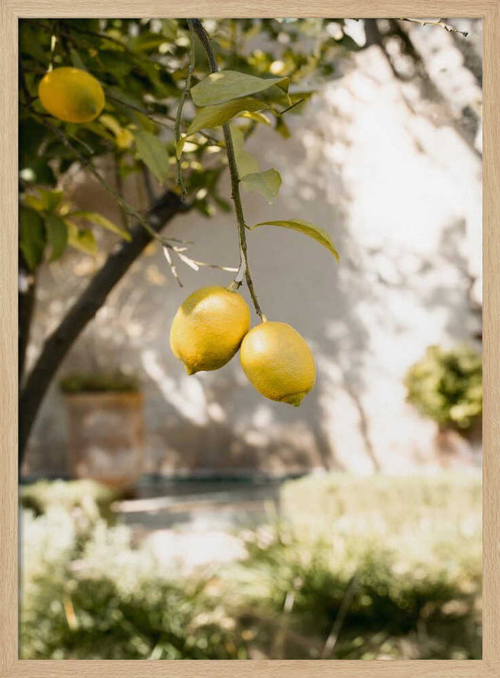 Lemons In the Garden - Stretched Canvas, Poster or Fine Art Print - I Heart Wall Art - Poster Print, Canvas Print or Framed Art Print