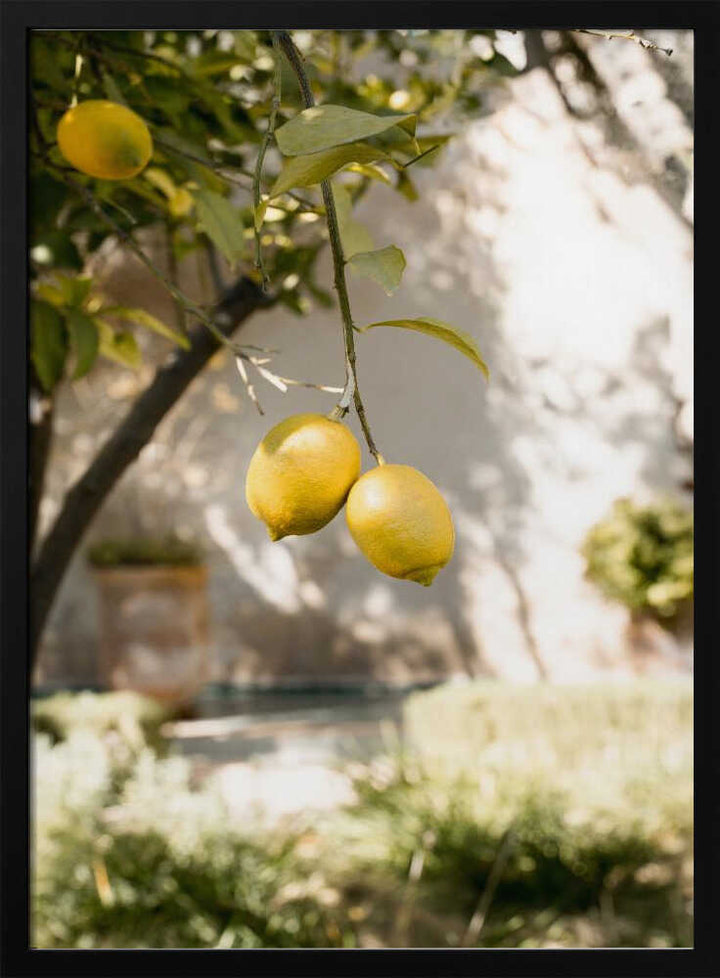 Lemons In the Garden - Stretched Canvas, Poster or Fine Art Print - I Heart Wall Art - Poster Print, Canvas Print or Framed Art Print