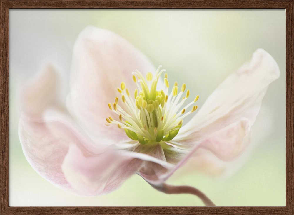 Lenten Spring - Floral Photographic Stretched Canvas Poster or Fine Art Print