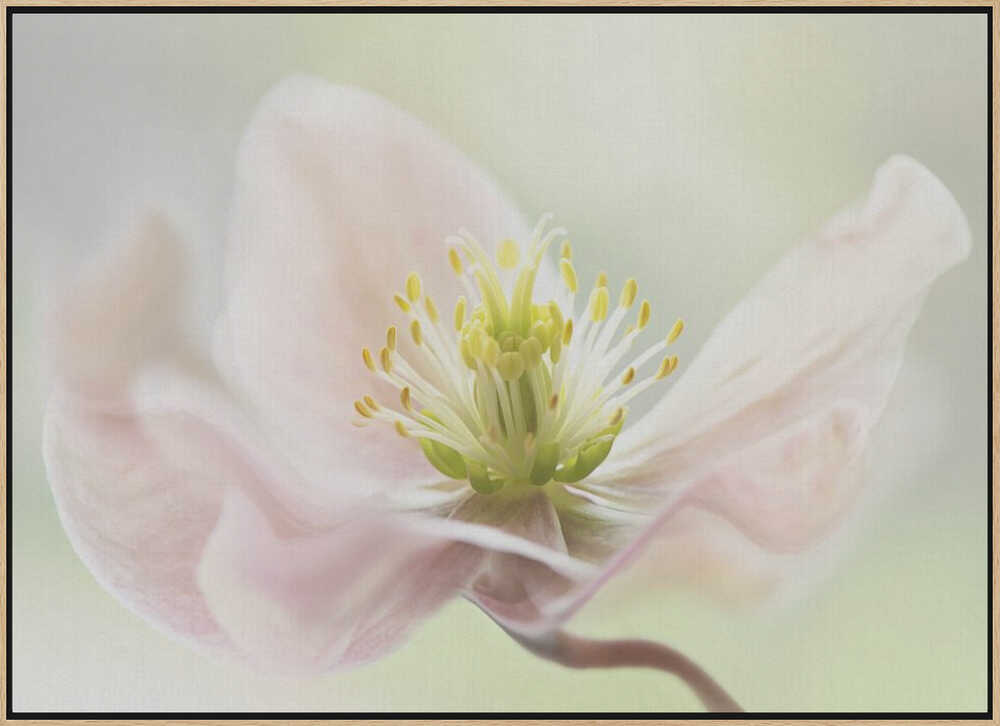 Lenten Spring - Floral Photographic Stretched Canvas Poster or Fine Art Print