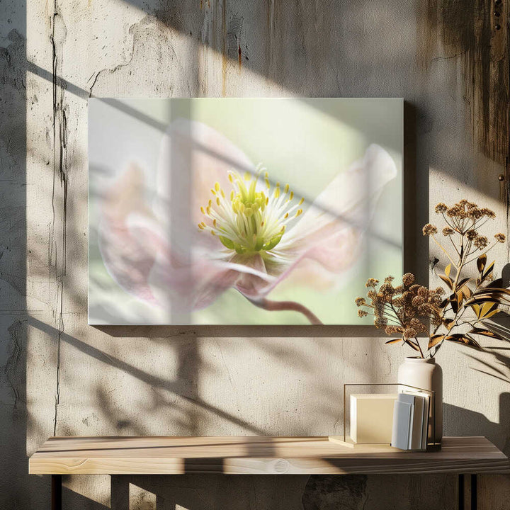 Lenten Spring - Floral Photographic Stretched Canvas Poster or Fine Art Print
