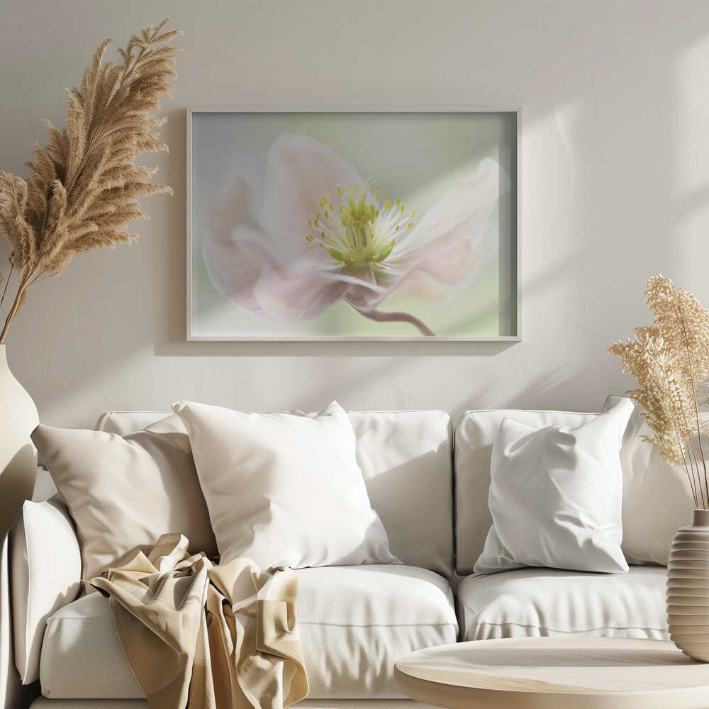 Lenten Spring - Floral Photographic Stretched Canvas Poster or Fine Art Print