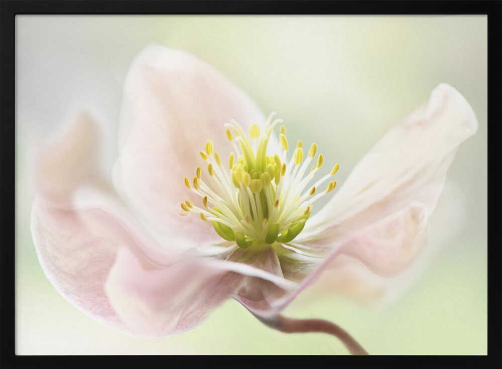 Lenten Spring - Floral Photographic Stretched Canvas Poster or Fine Art Print