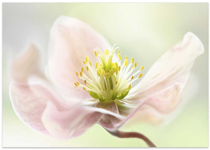 Lenten Spring - Floral Photographic Stretched Canvas Poster or Fine Art Print