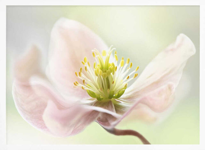 Lenten Spring - Floral Photographic Stretched Canvas Poster or Fine Art Print