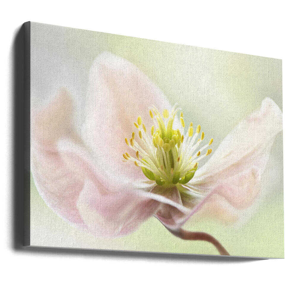 Lenten Spring - Floral Photographic Stretched Canvas Poster or Fine Art Print