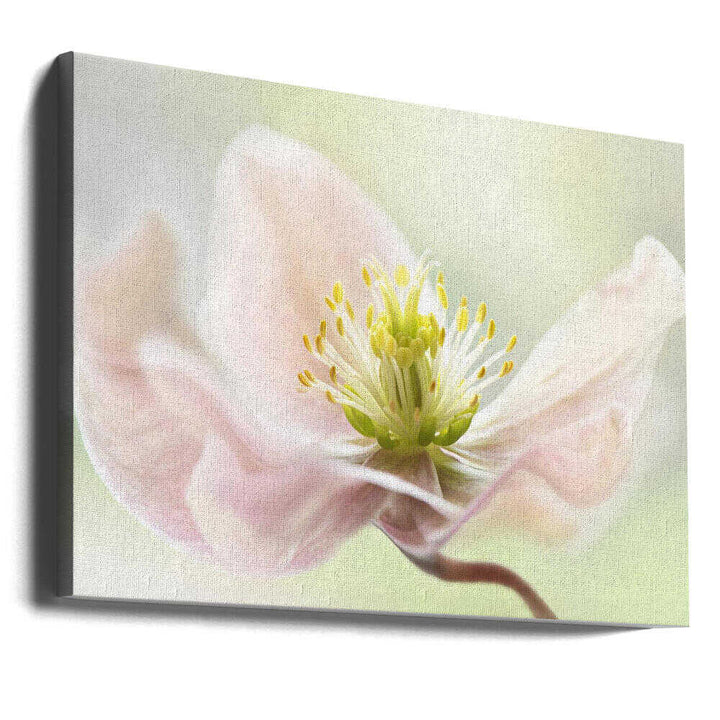 Lenten Spring - Floral Photographic Stretched Canvas Poster or Fine Art Print