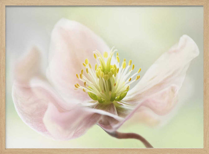 Lenten Spring - Floral Photographic Stretched Canvas Poster or Fine Art Print