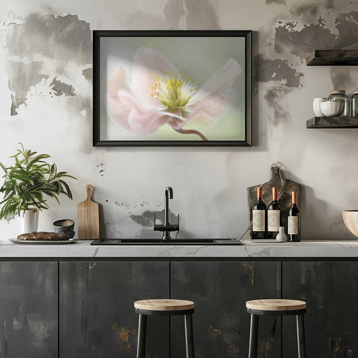Lenten Spring - Floral Photographic Stretched Canvas Poster or Fine Art Print
