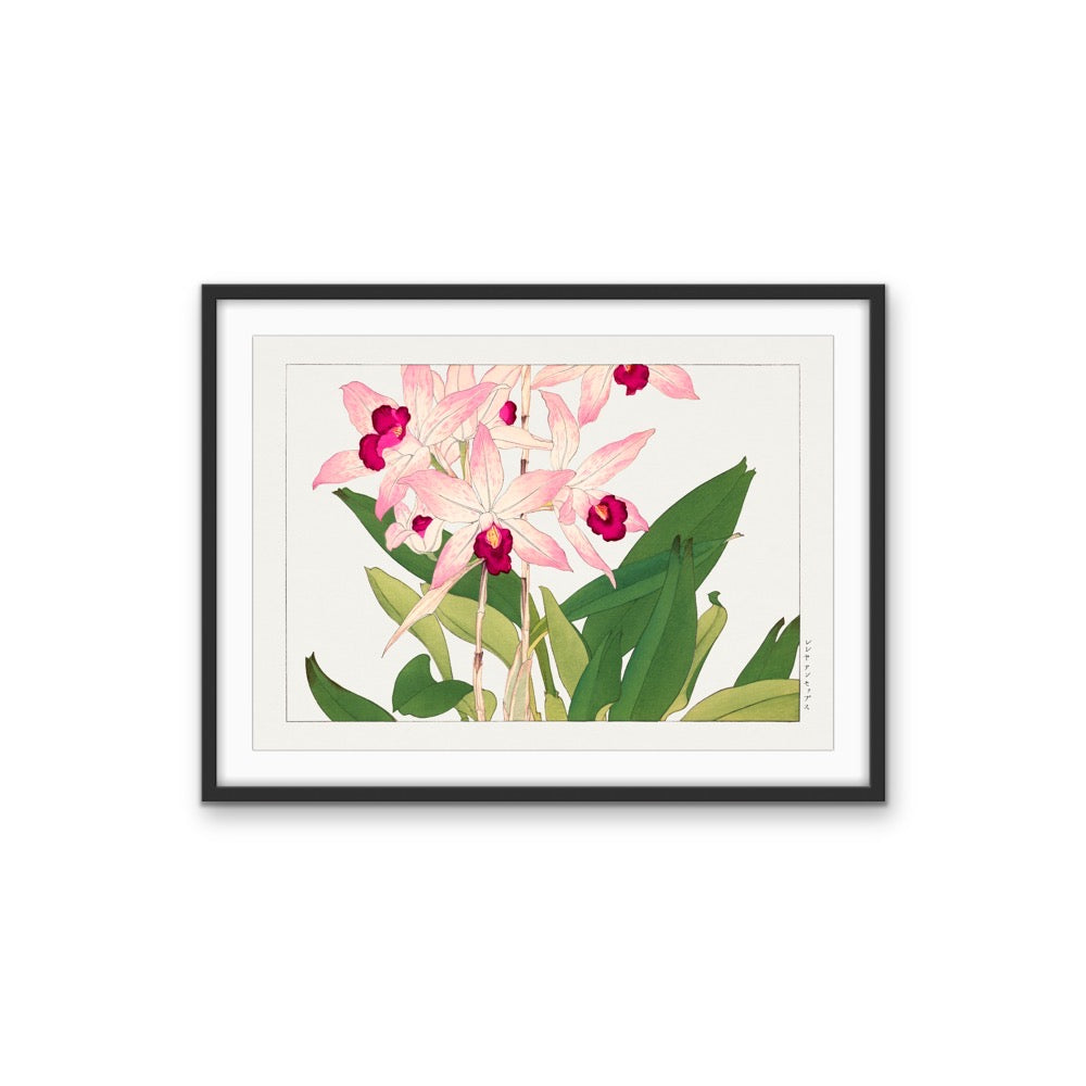 Light Pink Orchid Flower - Vintage Botanical Art Print Illustration, Poster Print or Stretched Canvas I Heart Wall Art Australia