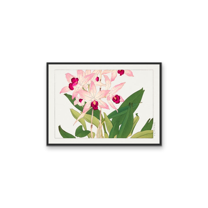 Light Pink Orchid Flower - Vintage Botanical Art Print Illustration, Poster Print or Stretched Canvas I Heart Wall Art Australia