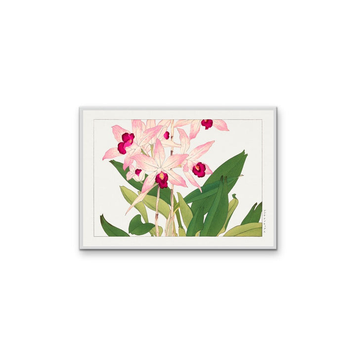 Light Pink Orchid Flower - Vintage Botanical Art Print Illustration, Poster Print or Stretched Canvas I Heart Wall Art Australia