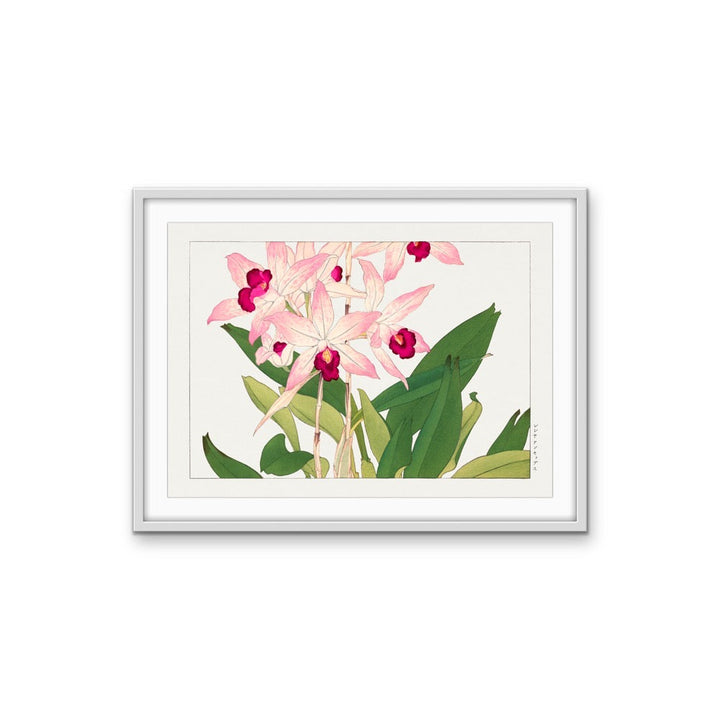 Light Pink Orchid Flower - Vintage Botanical Art Print Illustration, Poster Print or Stretched Canvas I Heart Wall Art Australia