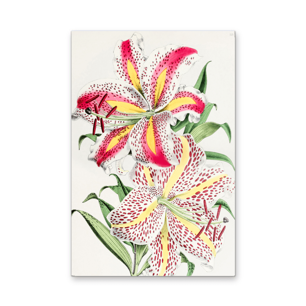 Lilium Auratum from The Floral Magazine (1861 - 1881) by Worthington G. Smith, John N. Fitch and Walter H. Fitch - Botanical Illustration Stretched Canvas or Wall Art Print - I Heart Wall Art - Poster Print, Canvas Print or Framed Art Print