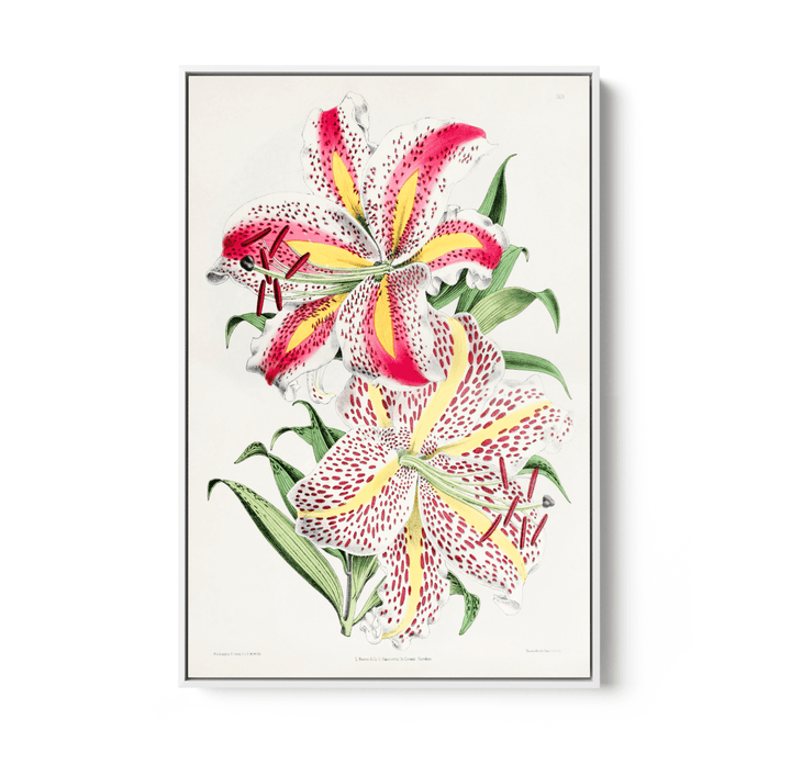 Lilium Auratum from The Floral Magazine (1861 - 1881) by Worthington G. Smith, John N. Fitch and Walter H. Fitch - Botanical Illustration Stretched Canvas or Wall Art Print - I Heart Wall Art - Poster Print, Canvas Print or Framed Art Print