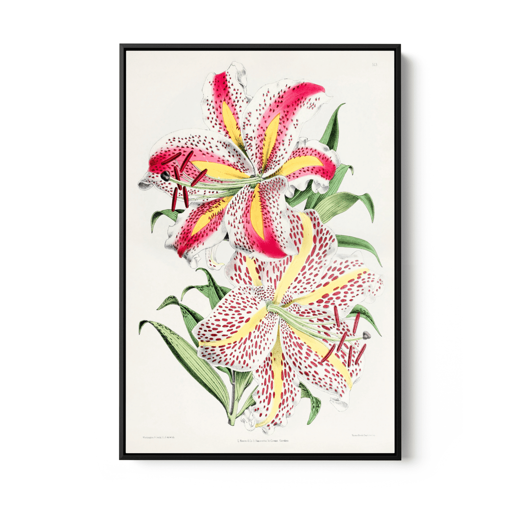 Lilium Auratum from The Floral Magazine (1861 - 1881) by Worthington G. Smith, John N. Fitch and Walter H. Fitch - Botanical Illustration Stretched Canvas or Wall Art Print - I Heart Wall Art - Poster Print, Canvas Print or Framed Art Print