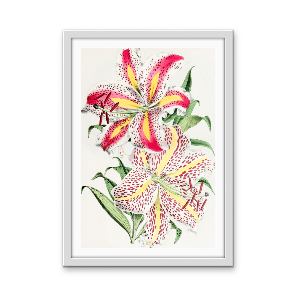 Lilium Auratum from The Floral Magazine (1861 - 1881) by Worthington G. Smith, John N. Fitch and Walter H. Fitch - Botanical Illustration Stretched Canvas or Wall Art Print - I Heart Wall Art - Poster Print, Canvas Print or Framed Art Print