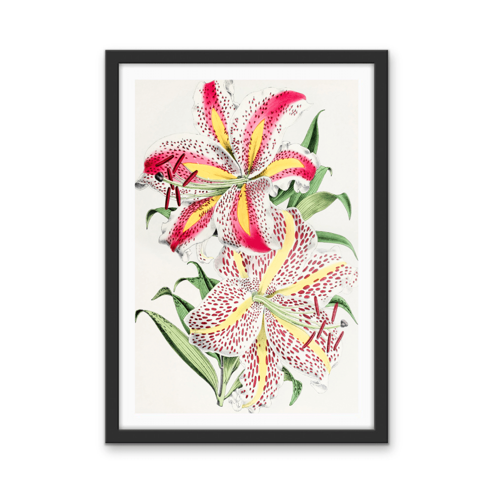 Lilium Auratum from The Floral Magazine (1861 - 1881) by Worthington G. Smith, John N. Fitch and Walter H. Fitch - Botanical Illustration Stretched Canvas or Wall Art Print - I Heart Wall Art - Poster Print, Canvas Print or Framed Art Print