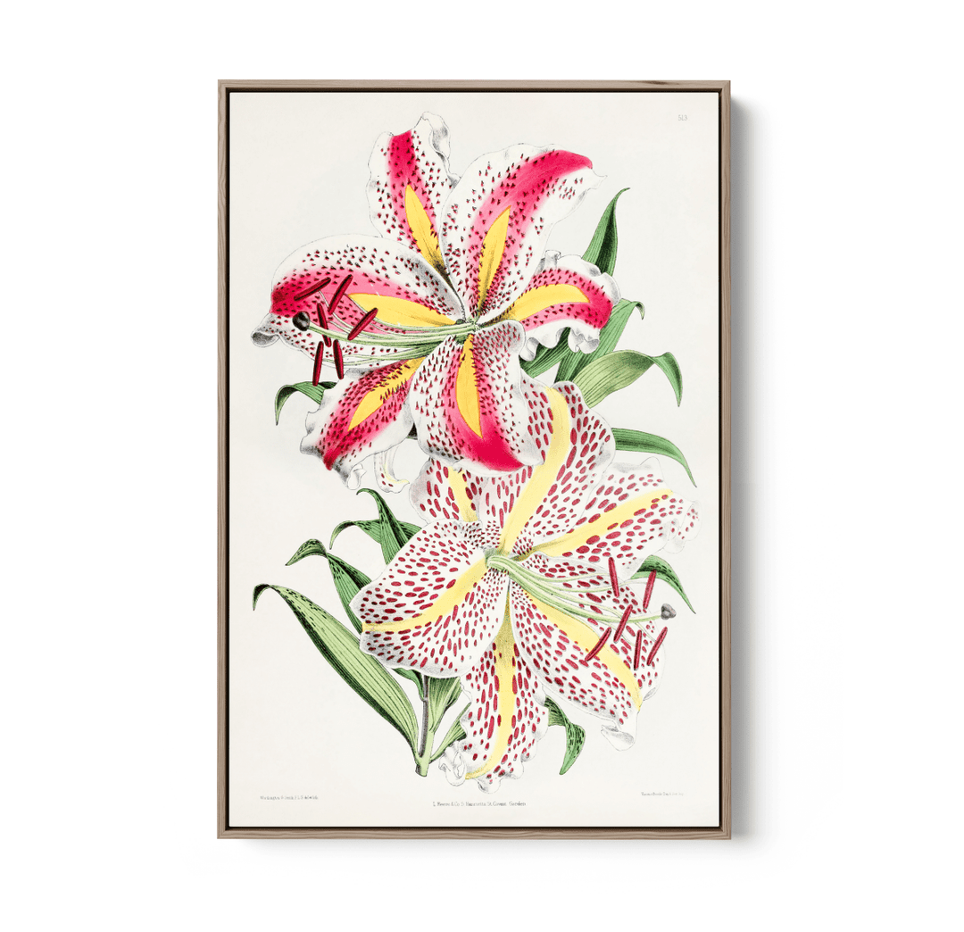 Lilium Auratum from The Floral Magazine (1861 - 1881) by Worthington G. Smith, John N. Fitch and Walter H. Fitch - Botanical Illustration Stretched Canvas or Wall Art Print - I Heart Wall Art - Poster Print, Canvas Print or Framed Art Print