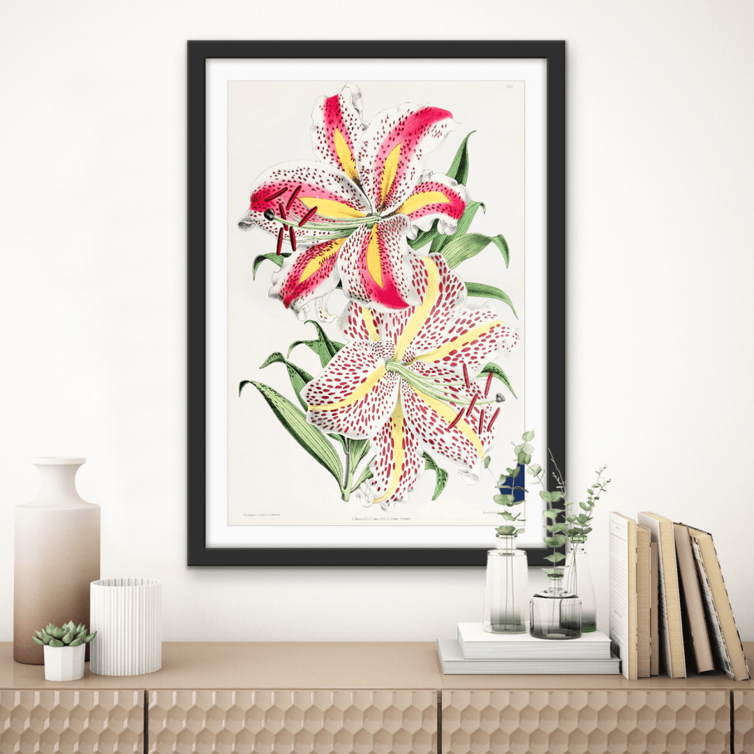 Lilium Auratum from The Floral Magazine (1861 - 1881) by Worthington G. Smith, John N. Fitch and Walter H. Fitch - Botanical Illustration Stretched Canvas or Wall Art Print - I Heart Wall Art - Poster Print, Canvas Print or Framed Art Print