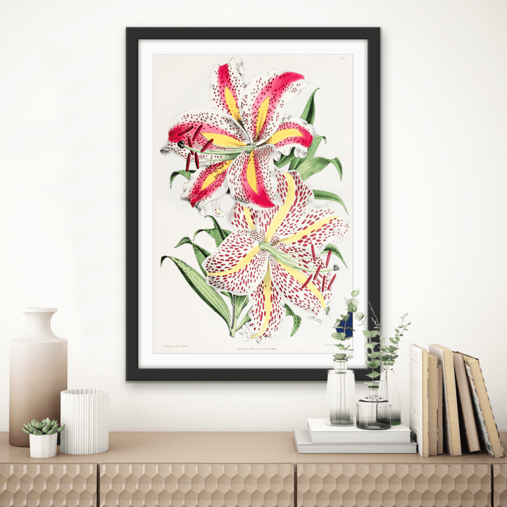 Lilium Auratum from The Floral Magazine (1861 - 1881) by Worthington G. Smith, John N. Fitch and Walter H. Fitch - Botanical Illustration Stretched Canvas or Wall Art Print - I Heart Wall Art - Poster Print, Canvas Print or Framed Art Print
