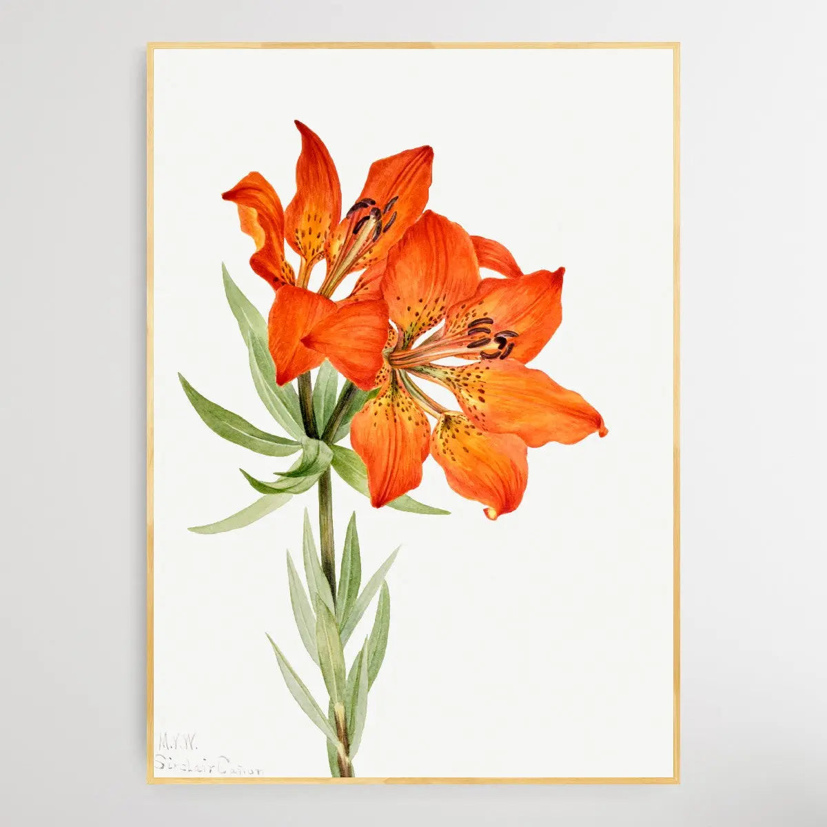 Lilium montanum (1923) by Mary Vaux Walcott I Heart Wall Art Australia 