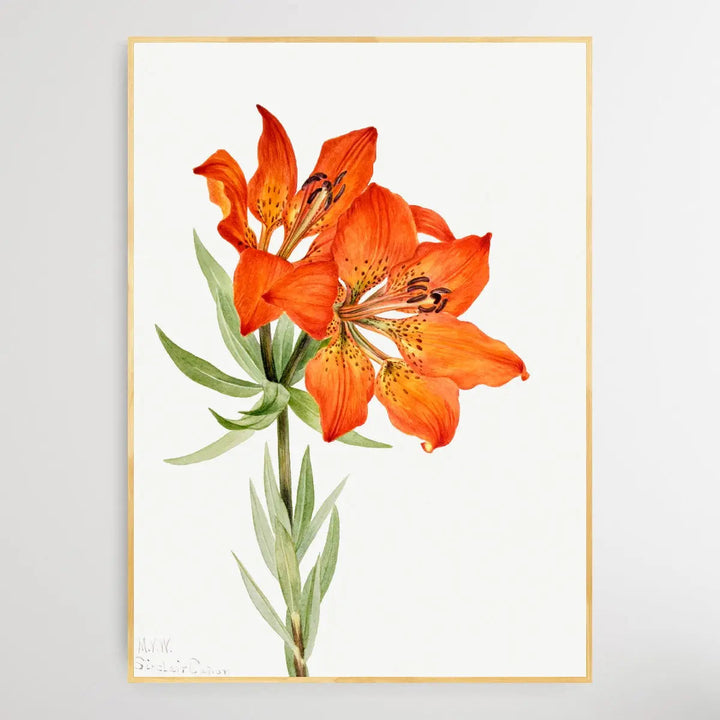 Lilium montanum (1923) by Mary Vaux Walcott I Heart Wall Art Australia 
