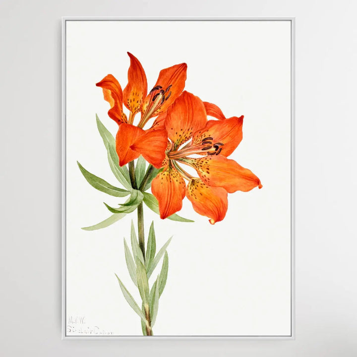 Lilium montanum (1923) by Mary Vaux Walcott I Heart Wall Art Australia 