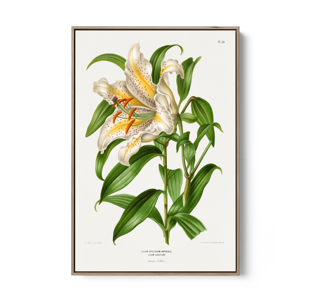 Lilium Speciosum Imperiale, Lilium Auratum Chromolithograph Plates by Abraham Jacobus Wendel - Stretched Canvas or Wall Art Print - I Heart Wall Art - Poster Print, Canvas Print or Framed Art Print
