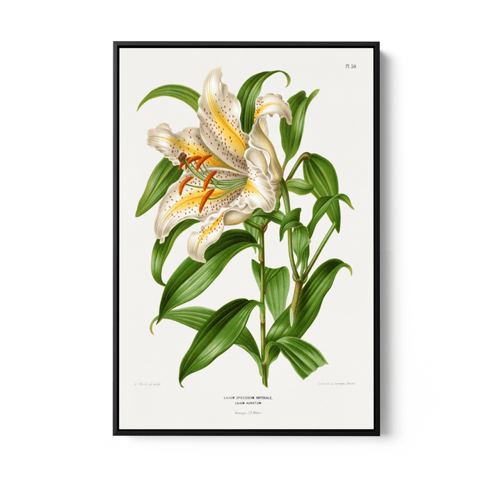 Lilium Speciosum Imperiale, Lilium Auratum Chromolithograph Plates by Abraham Jacobus Wendel - Stretched Canvas or Wall Art Print - I Heart Wall Art - Poster Print, Canvas Print or Framed Art Print