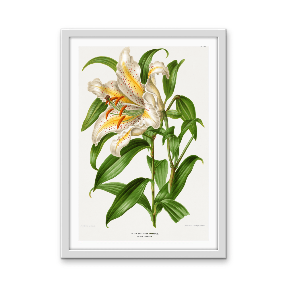 Lilium Speciosum Imperiale, Lilium Auratum Chromolithograph Plates by Abraham Jacobus Wendel - Stretched Canvas or Wall Art Print - I Heart Wall Art - Poster Print, Canvas Print or Framed Art Print