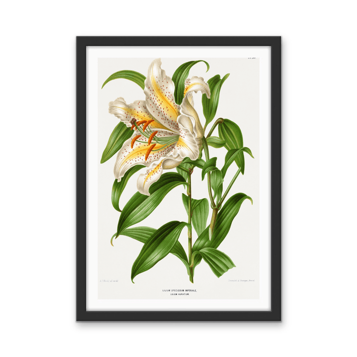 Lilium Speciosum Imperiale, Lilium Auratum Chromolithograph Plates by Abraham Jacobus Wendel - Stretched Canvas or Wall Art Print - I Heart Wall Art - Poster Print, Canvas Print or Framed Art Print