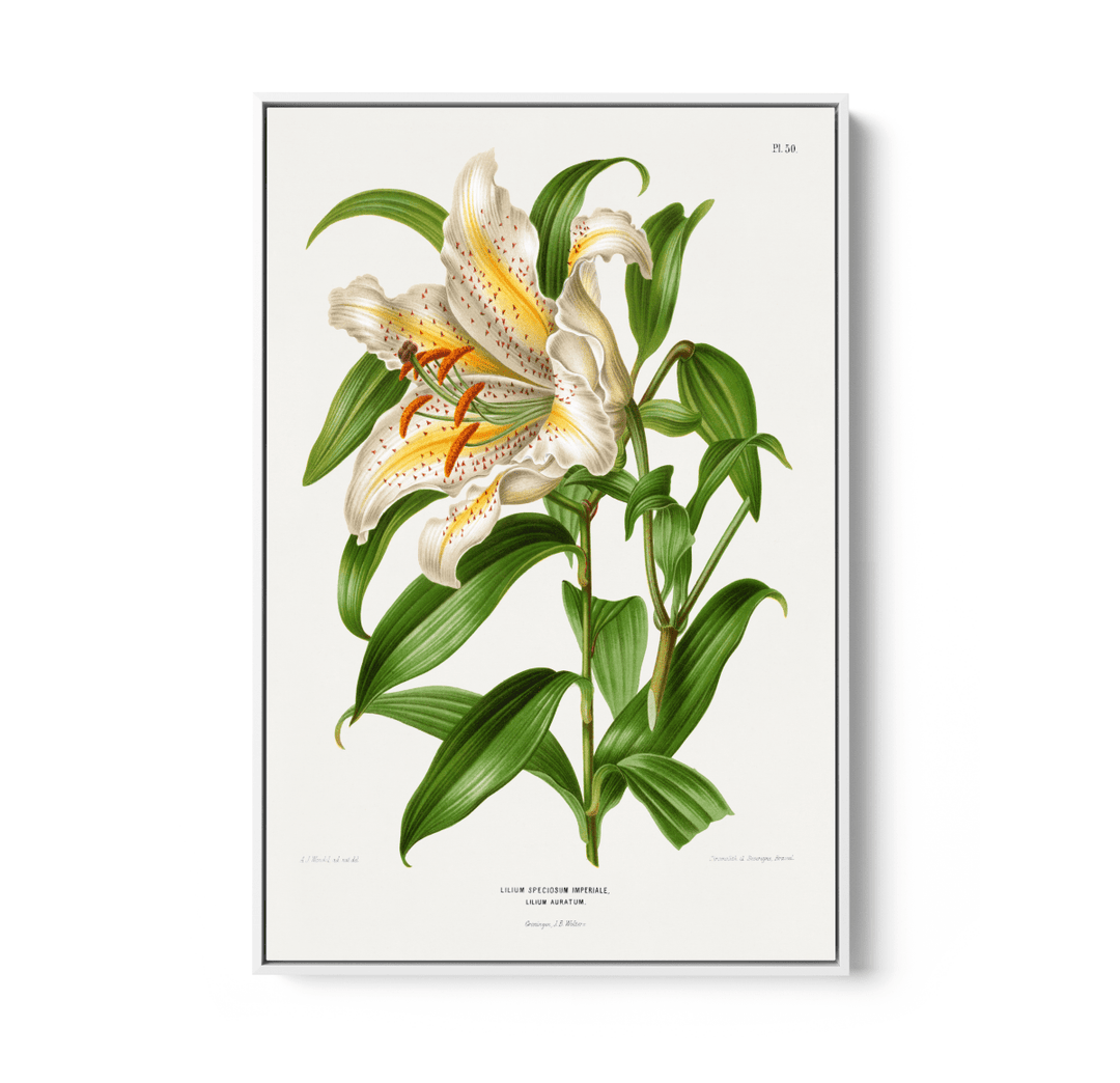 Lilium Speciosum Imperiale, Lilium Auratum Chromolithograph Plates by Abraham Jacobus Wendel - Stretched Canvas or Wall Art Print - I Heart Wall Art - Poster Print, Canvas Print or Framed Art Print