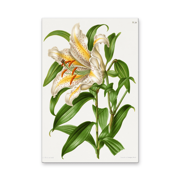 Lilium Speciosum Imperiale, Lilium Auratum Chromolithograph Plates by Abraham Jacobus Wendel - Stretched Canvas or Wall Art Print - I Heart Wall Art - Poster Print, Canvas Print or Framed Art Print
