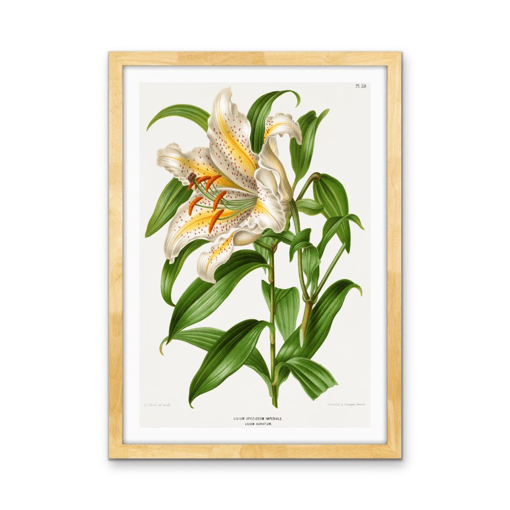 Lilium Speciosum Imperiale, Lilium Auratum Chromolithograph Plates by Abraham Jacobus Wendel - Stretched Canvas or Wall Art Print - I Heart Wall Art - Poster Print, Canvas Print or Framed Art Print