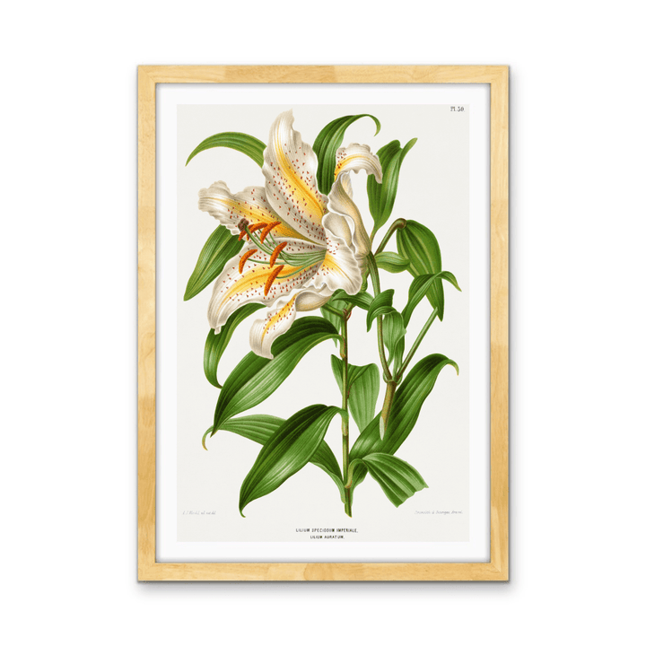 Lilium Speciosum Imperiale, Lilium Auratum Chromolithograph Plates by Abraham Jacobus Wendel - Stretched Canvas or Wall Art Print - I Heart Wall Art - Poster Print, Canvas Print or Framed Art Print