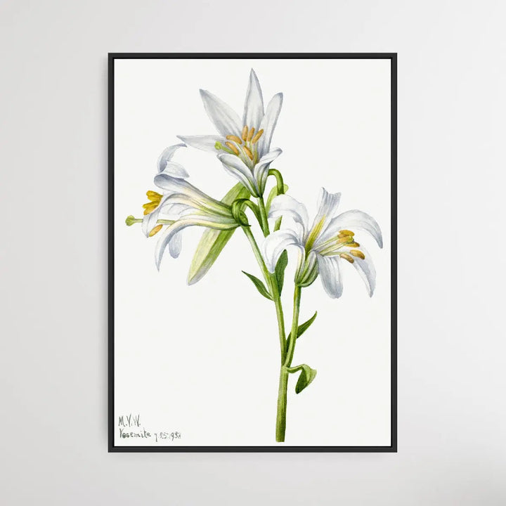 Lilium Washingtonianum (1933) by Mary Vaux Walcott - I Heart Wall Art