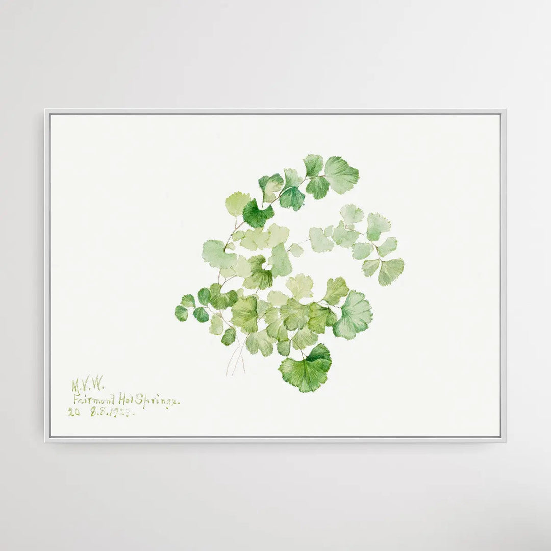 Lithospermum ruderale (1923) by Mary Vaux Walcott I Heart Wall Art Australia 