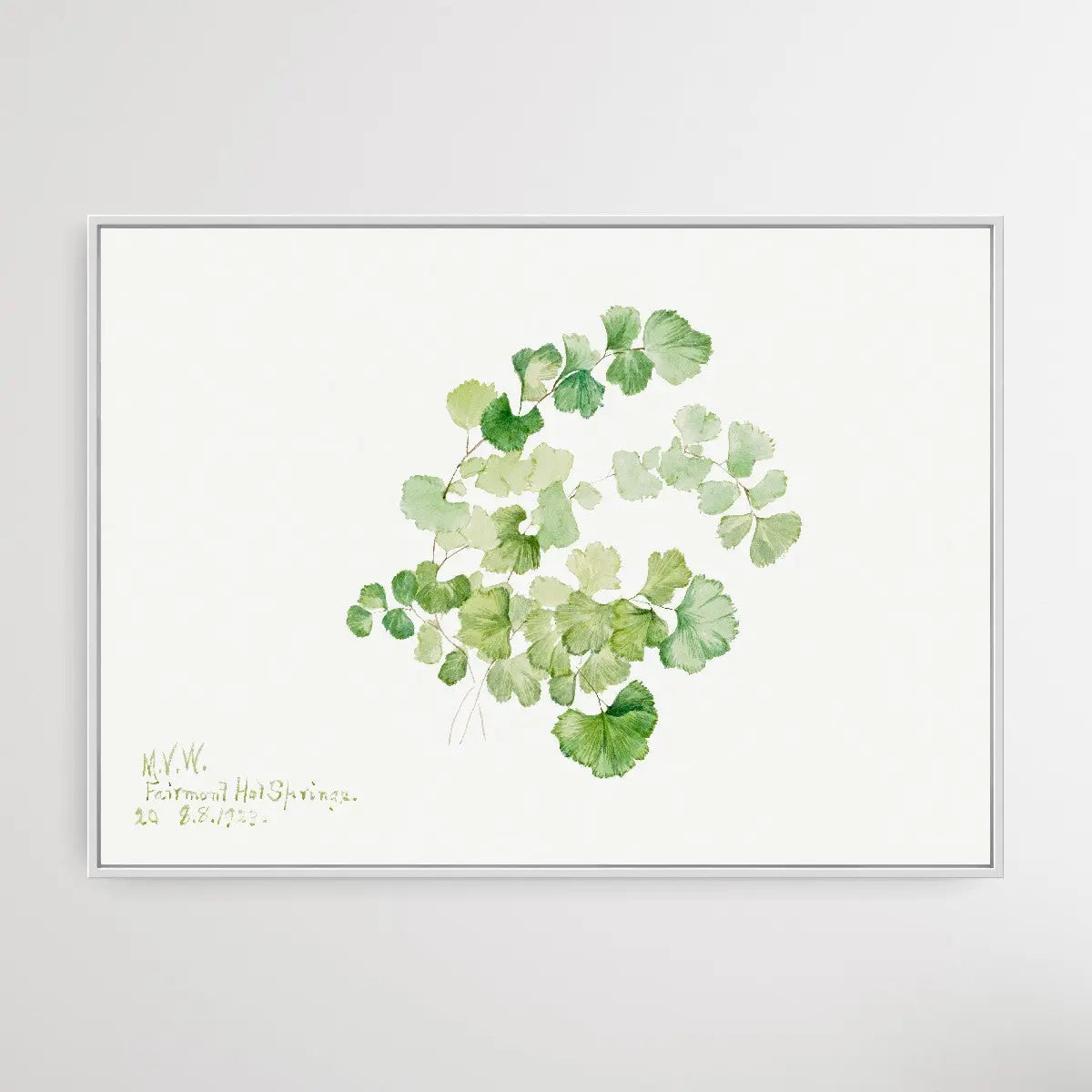 Lithospermum ruderale (1923) by Mary Vaux Walcott I Heart Wall Art Australia 